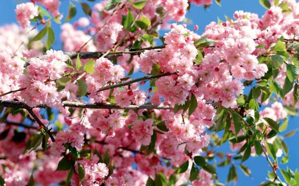 spring-flowers_0191